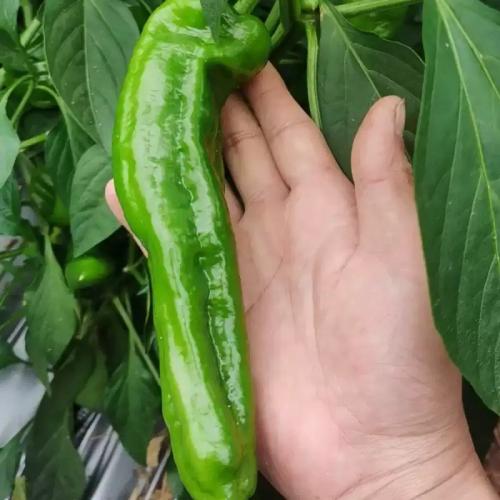 农家自种新鲜虎皮薄皮青辣椒青椒菜椒牛角椒时令蔬菜现摘当季