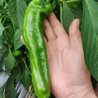 农家自种新鲜虎皮薄皮青辣椒青椒菜椒牛角椒时令蔬菜现摘当季