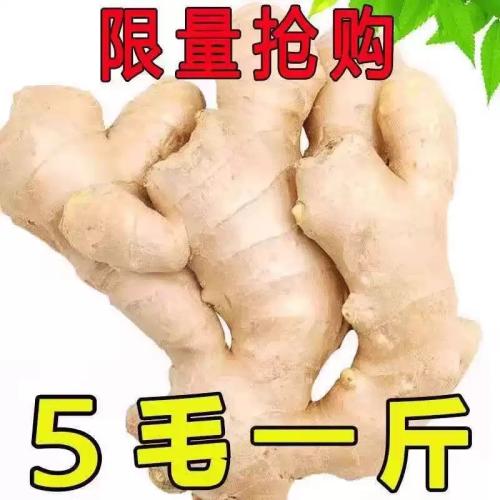 老姜生姜新鲜大黄姜土姜现挖子姜嫩姜鲜姜嫩姜牙5斤包邮