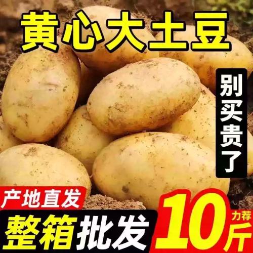 现挖土豆新鲜5斤当季2025蔬菜洋芋黄皮黄心大土豆马铃薯10斤包邮