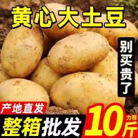 现挖土豆新鲜5斤当季2025蔬菜洋芋黄皮黄心大土豆马铃薯10斤包邮