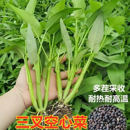【割完又长】三叉空心菜耐热青菜新鲜当季蔬菜通心菜蕹菜多次采收