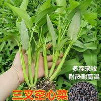 【割完又长】三叉空心菜耐热青菜新鲜当季蔬菜通心菜蕹菜多次采收