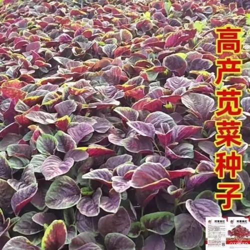 【今年新种】红苋菜种子汉菜籽四季蔬菜红圆叶苋菜柳叶盆栽菜种子