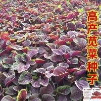 【今年新种】红苋菜种子汉菜籽四季蔬菜红圆叶苋菜柳叶盆栽菜种子