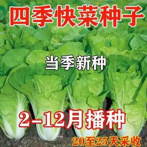 19天速生快菜四季奶油小白菜鲜嫩阳台小院高产耐热耐寒抗病蔬菜茽