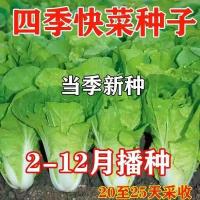 19天速生快菜四季奶油小白菜鲜嫩阳台小院高产耐热耐寒抗病蔬菜茽