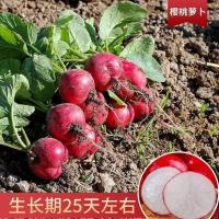 耐热小红萝卜种子杨花樱桃萝卜种籽春夏四季速生水果萝卜种孑大全