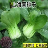 上海抗热605耐热上海青小油菜青梗菜夏季耐高温新鲜蔬菜包邮