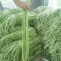 特长豆角种子长款豇豆角长豇豆压趴架豆角籽春季庭院农家蔬菜种子