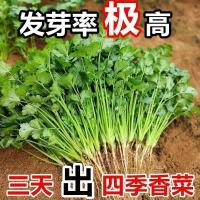 香菜种子香菜籽菜种子大叶四季易种阳台室内盆栽种籽