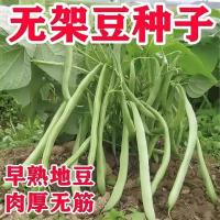 早熟无架矮生地豆种子不搭架四季豆籽阳台小院可盆栽种植蔬菜种子